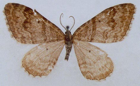 Xanthorhoe sajanaria djakonovi, holotype, color image