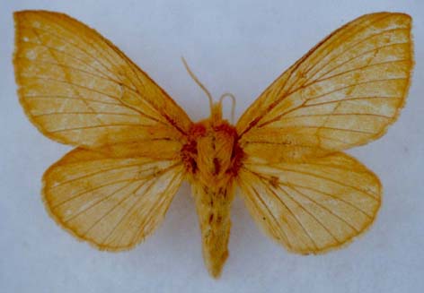 Euthrix potatoria, paratype, female, color image