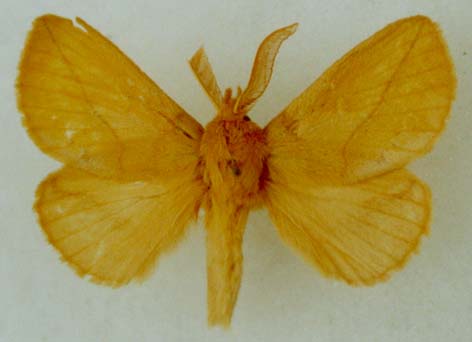 Euthrix potatoria barabaensis, holotype, color image