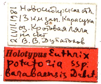 Euthrix potatoria barabaenis holotype labels, color image