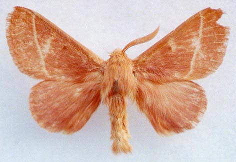 Lasiocampa piontkovskii, paratype, color image