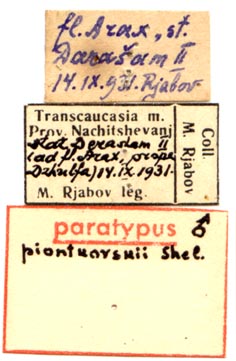Lasiocampa piontkovskii paratype labels, color image