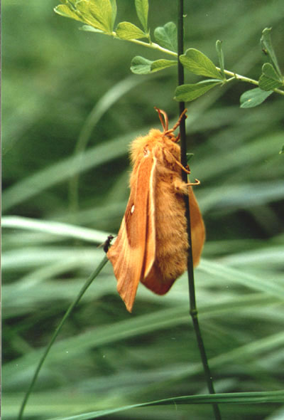 Lasiocampa quercus, color photo