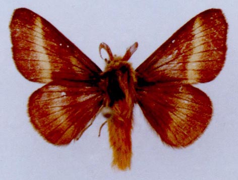 Malacosoma prima, color image