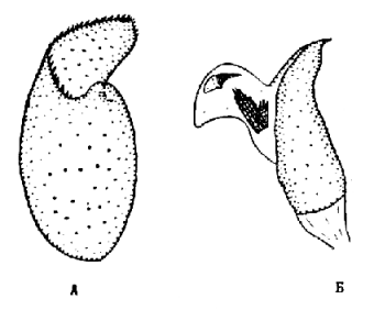 Phyllodesma joannisi ponticum, holotype male genitalia