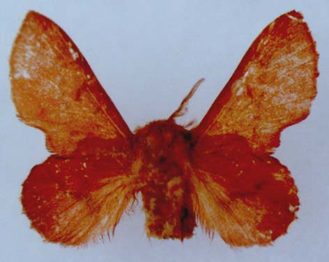 Phyllodesma joannisi ponticum, holotype, color image