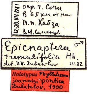 Phyllodesma joannisi ponticum holotype labels, color image