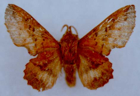 Phyllodesma tremulifolium gemela, paratype, color image