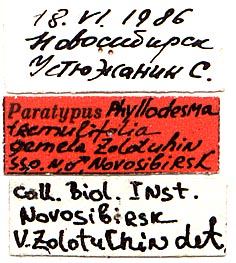 Phyllodesma tremulifolium gemela holotype labels, color image