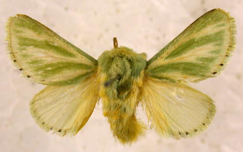 Coenobasis albiramosa, color image