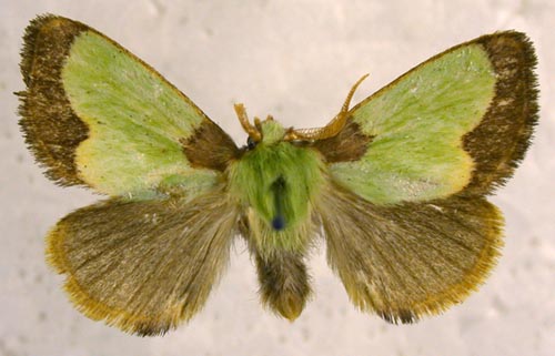Latoia sinica, color image