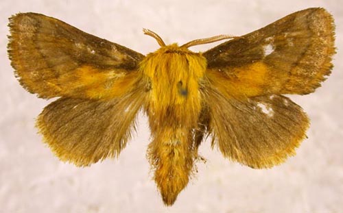 Narosoideus flavidorsalis, color image