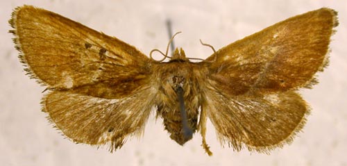 Phrixolepia sericea, color image