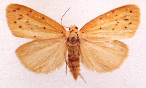 Stigmatophora leacrita, color image