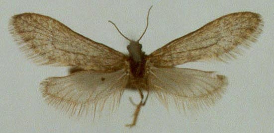 Kozhantshikovia borisi, paratype, color image