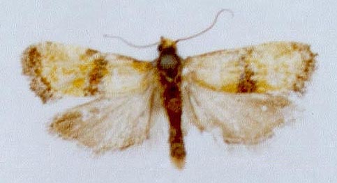 Trachysmia sociana karadaghiana, color image