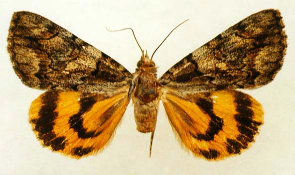 Small specimen of Catocala dahurica, color image