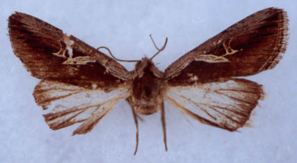Lophoterges transiens, holotype, color image