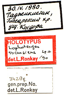Lophoterges transiens holotype labels