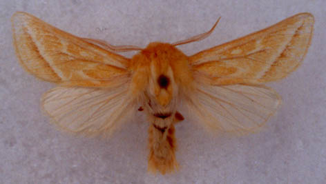 Margelana flavidior flavidior, male, color image