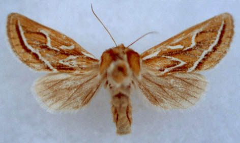 Margelana flavidior ochrea, female, color image