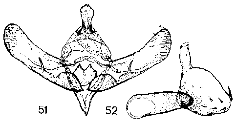 Ostheldera kondara holotype genitalia