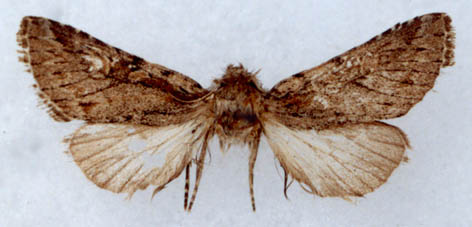 Ostheldera kondara, holotype, color image