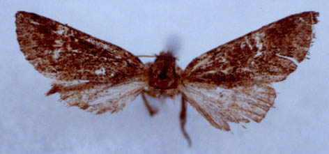 Ostheldera kondara, paratype, female, color image
