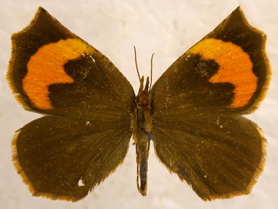 Pterodecta felderi, color image