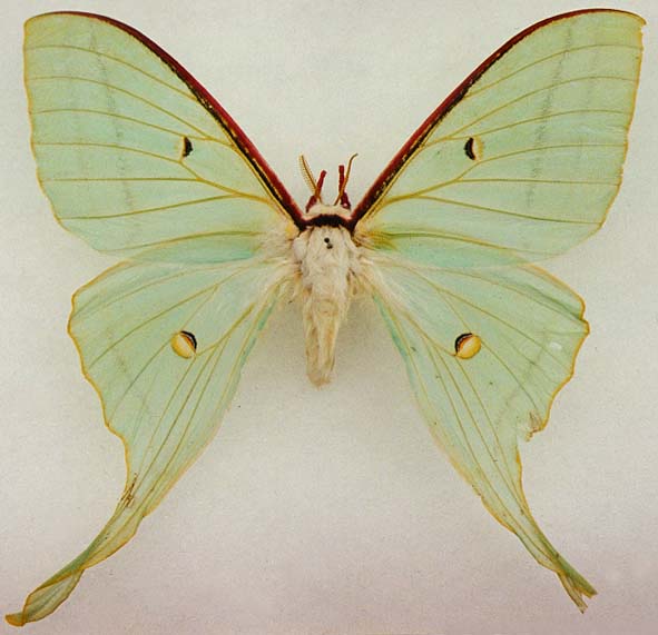 Actias gnoma mandschurica, female, color image