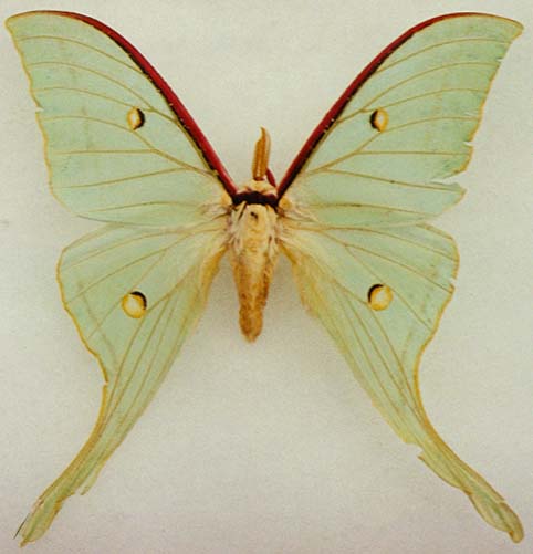 Actias gnoma mandschurica, male, color image