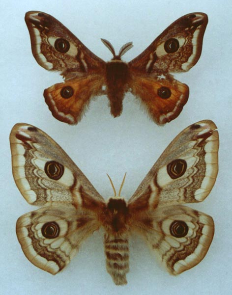 Eudia pavonia, color image