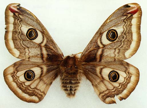 Eudia pavonia, female, color image