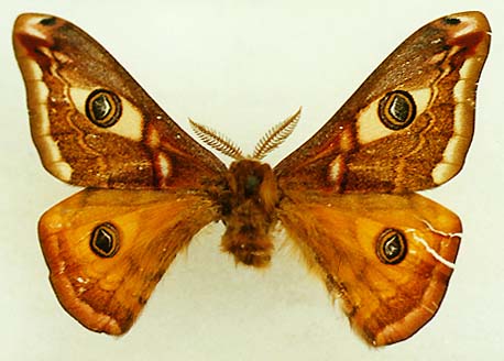 Eudia pavonia, male, color image