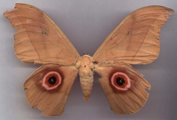 Lobobunaea phaedusa, color image