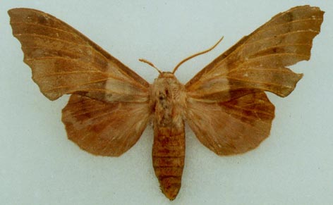Laothoe philerema, color image
