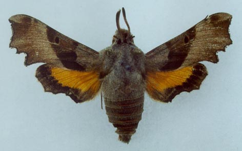 Proserpinus proserpina, color image