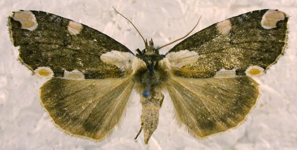 Macrothyatira flavida, color image