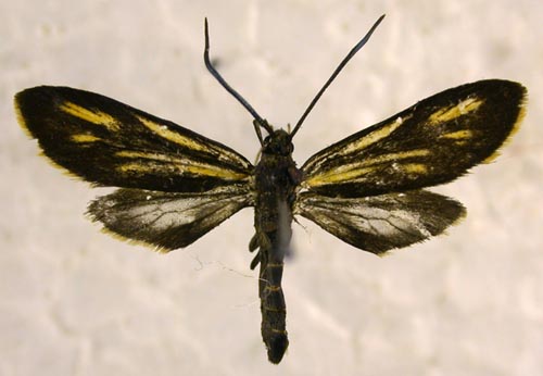 Balataea gracilis, color image