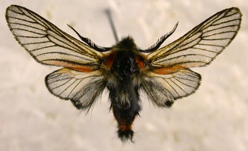 Pseudopsyche dembowskii, color image