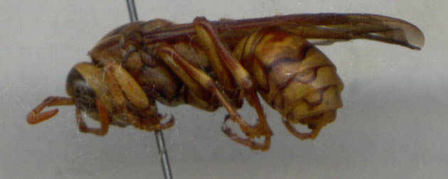 Polistes sp., color photo, lateral view