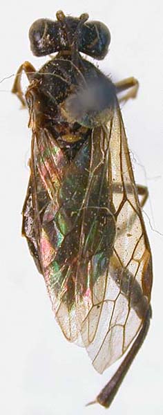 Pachyprotasis nigra, holotype, color image
