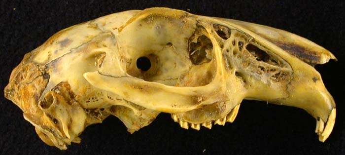 Lepus mandschuricus, color image