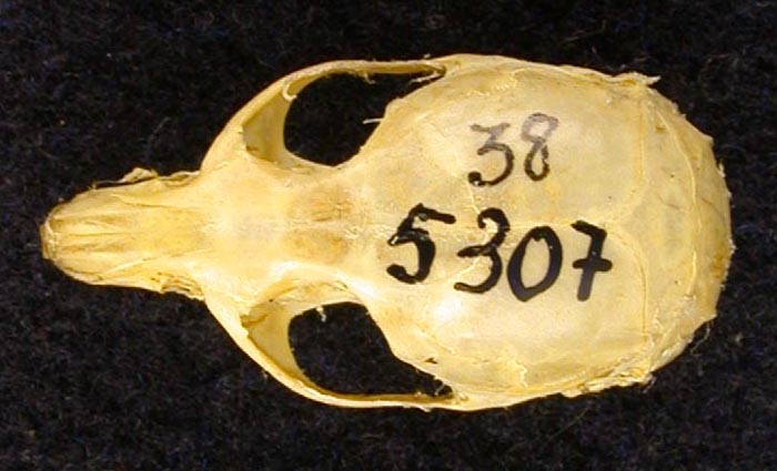 Clethrionomys glareolus devius, paratype, color image