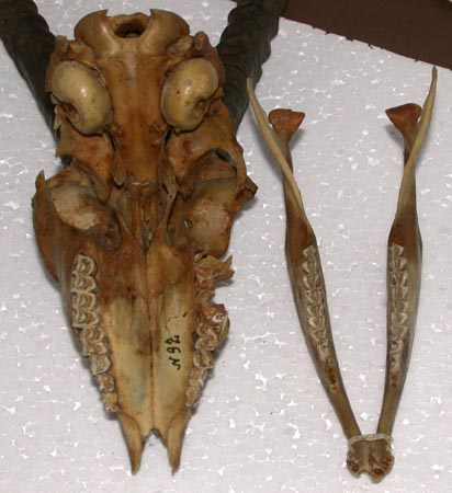 Gazella subgutturosa gracilicornis, holotype, color image