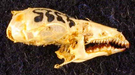 Sorex minutus heptapotamicus, holotype, color image