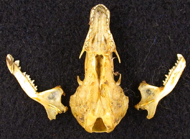 Talpa altaica sibirica, holotype, color image
