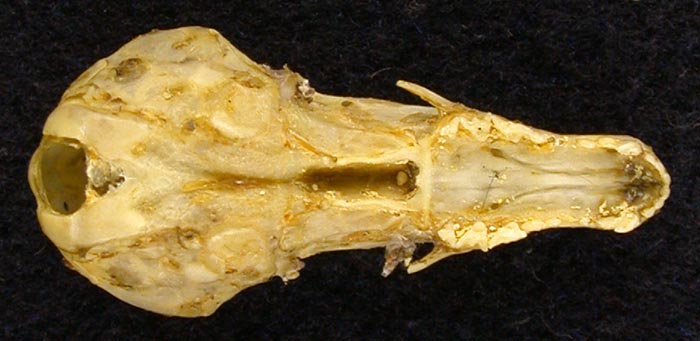 Talpa altaica tymensis, holotype, color image