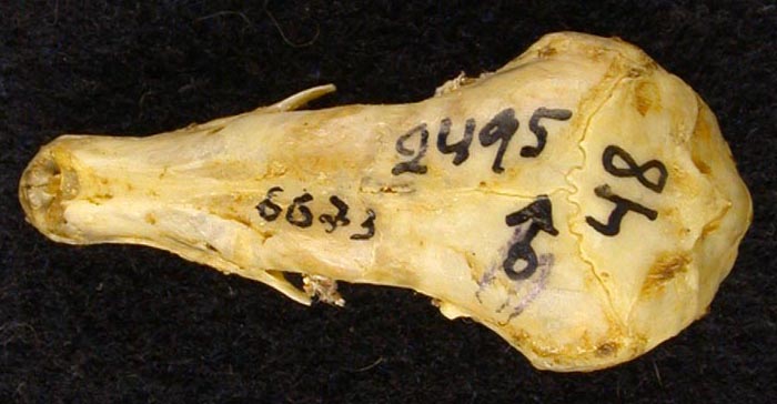 Talpa altaica tymensis, holotype, color image