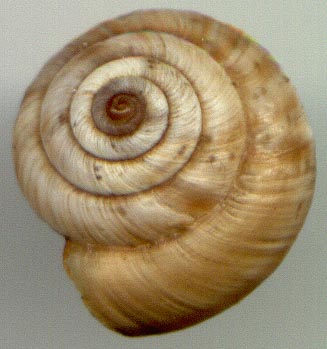 Angiomphalia caelestimontana, color image